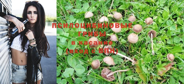крисы Новозыбков